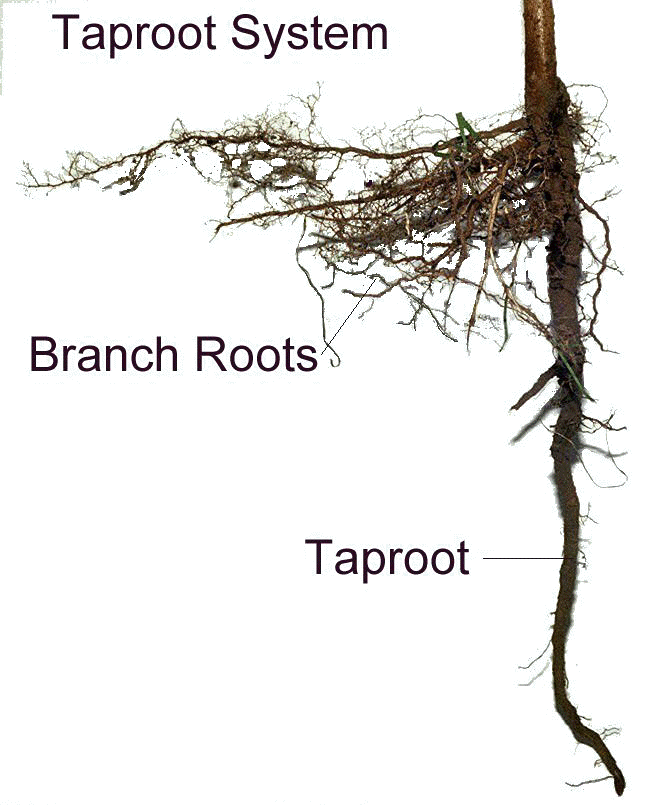 Plant Roots